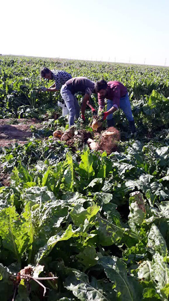 الگوی عملی درمسیر خودکفایی حوزه کشاورزی و امنیت غذایی
