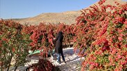 سفر کارآفرینان مشهدی به مزارع زرشک بیرجند+فیلم