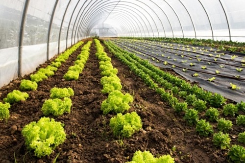 کمک به حل مشکلات بخش کشاورزی با توسعه فناوری های زیستی و نانو